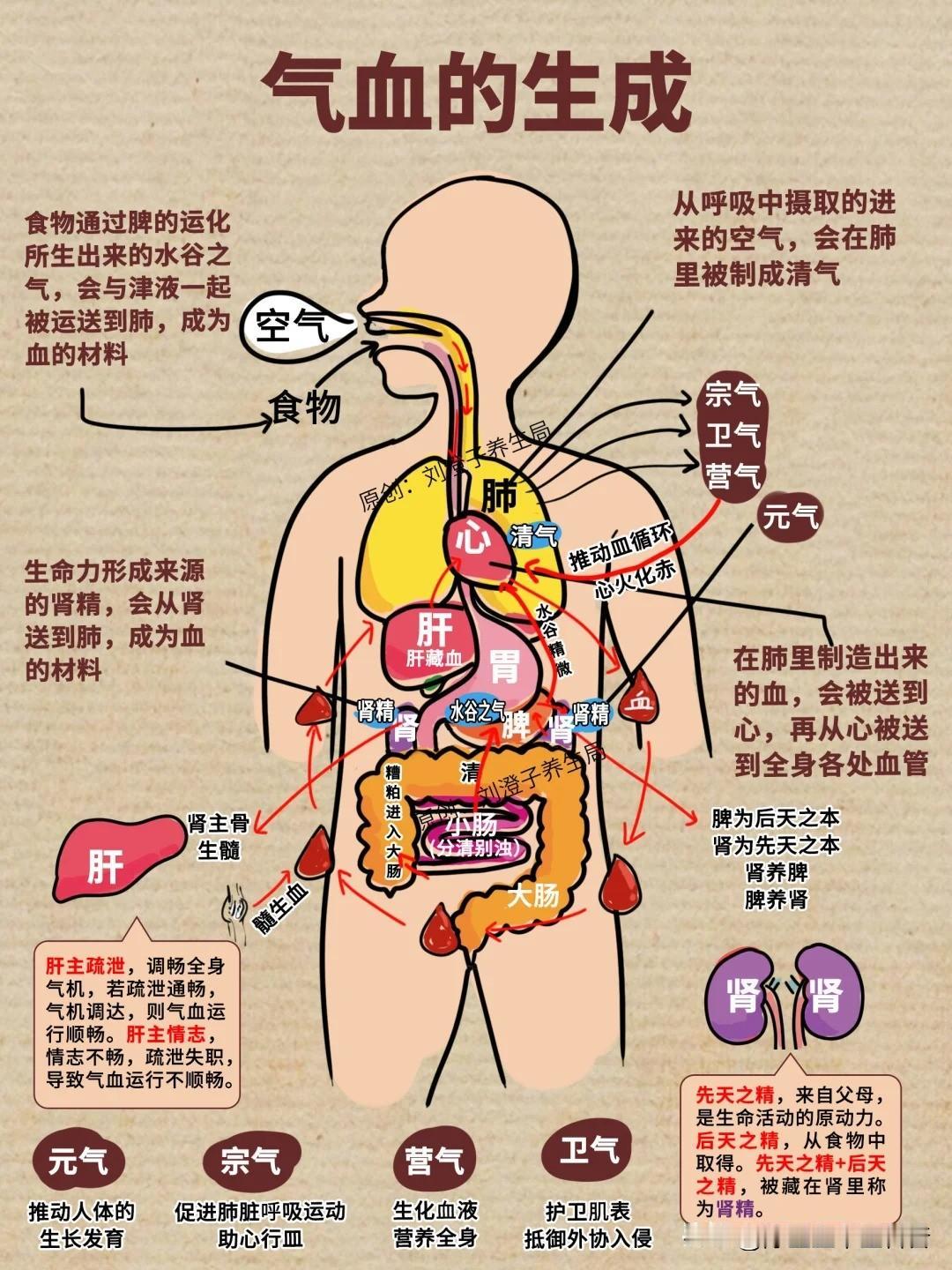 从底层了解气血的生成，在根上正✅确补气🩸

中医养生 中医基础理论 中医 中医