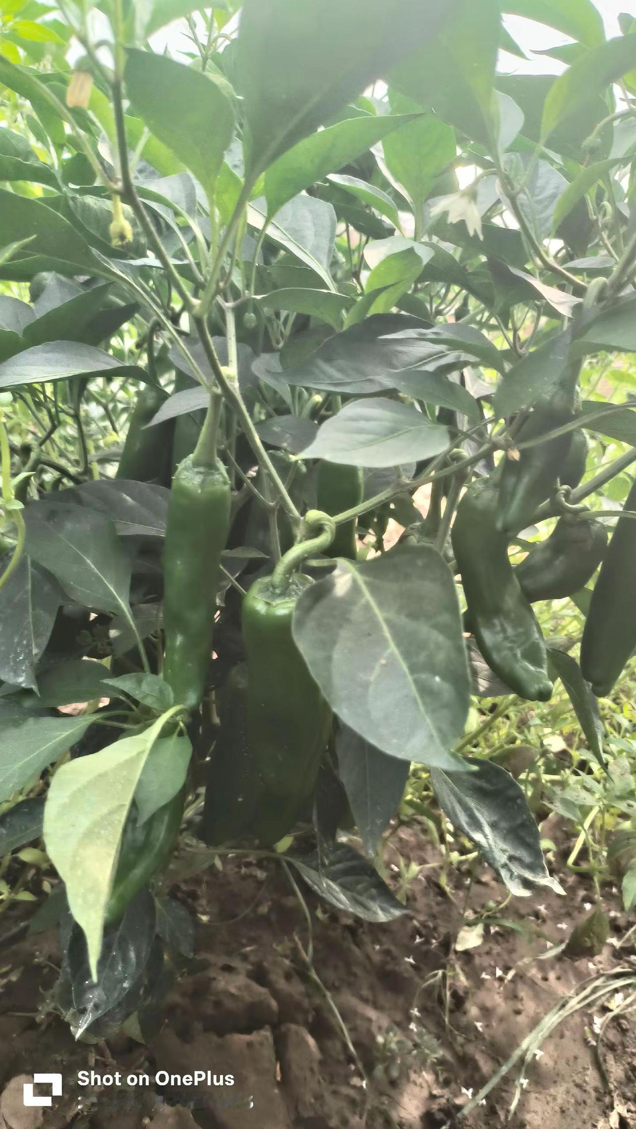 晒晒我的小菜园。种菜的乐趣 红薯  批发种菜新农人  金香南瓜批发
