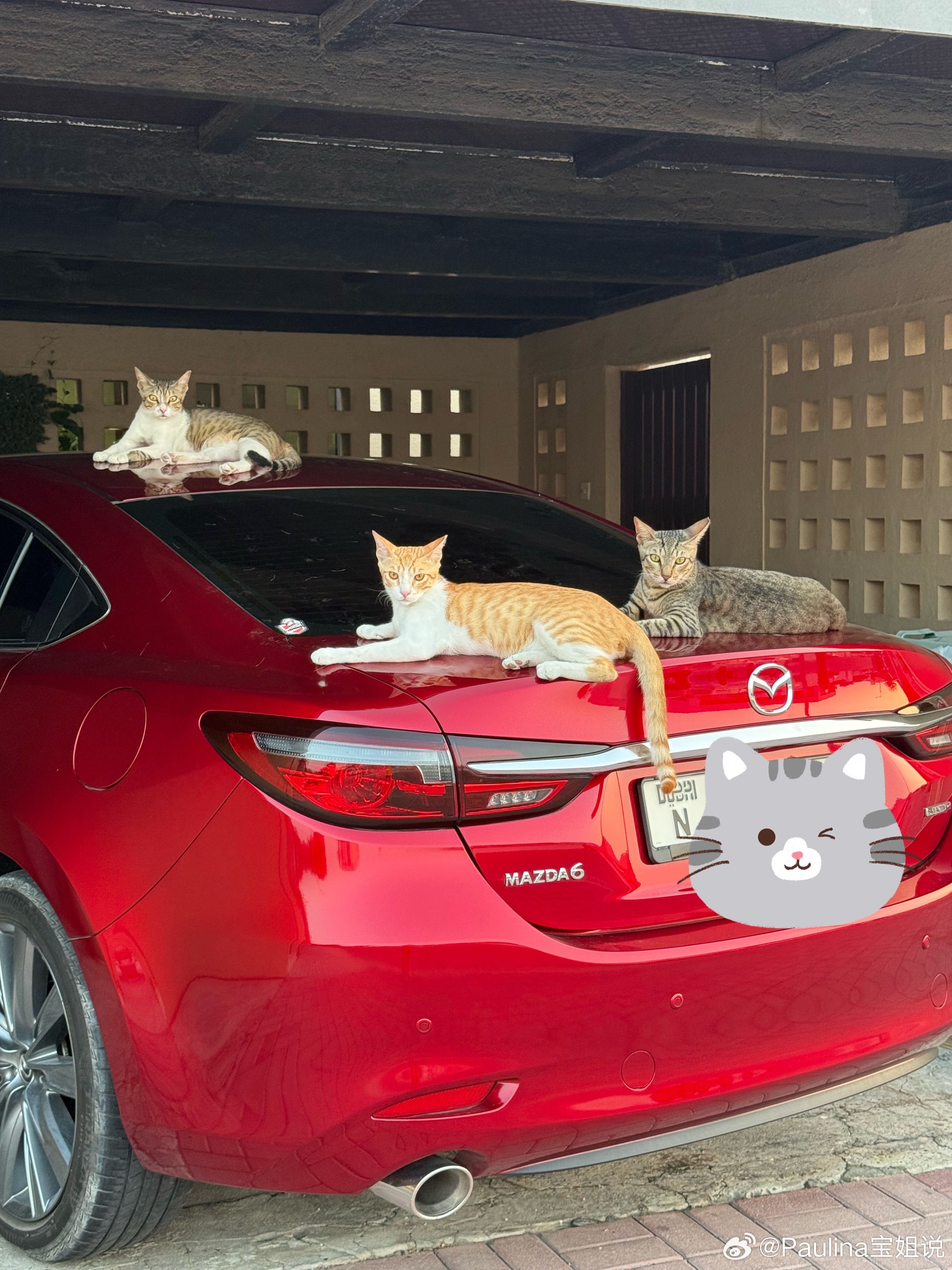 我们这养宠物的很多。大部分家庭都是养狗狗，这个邻居家里是3只猫，猫咪们像门神一样