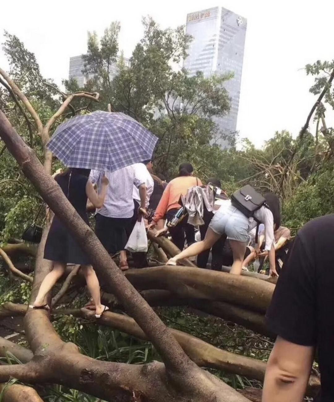 真正的超强台风究竟有多恐怖，破坏力有多强？如果问一问经常被台风考验的深圳人，相信