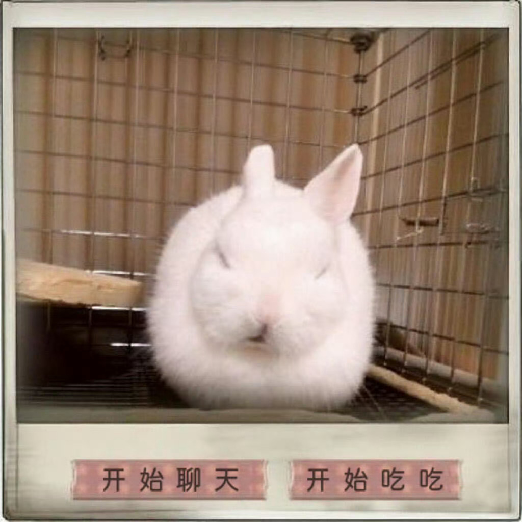 关于兔兔🐰 