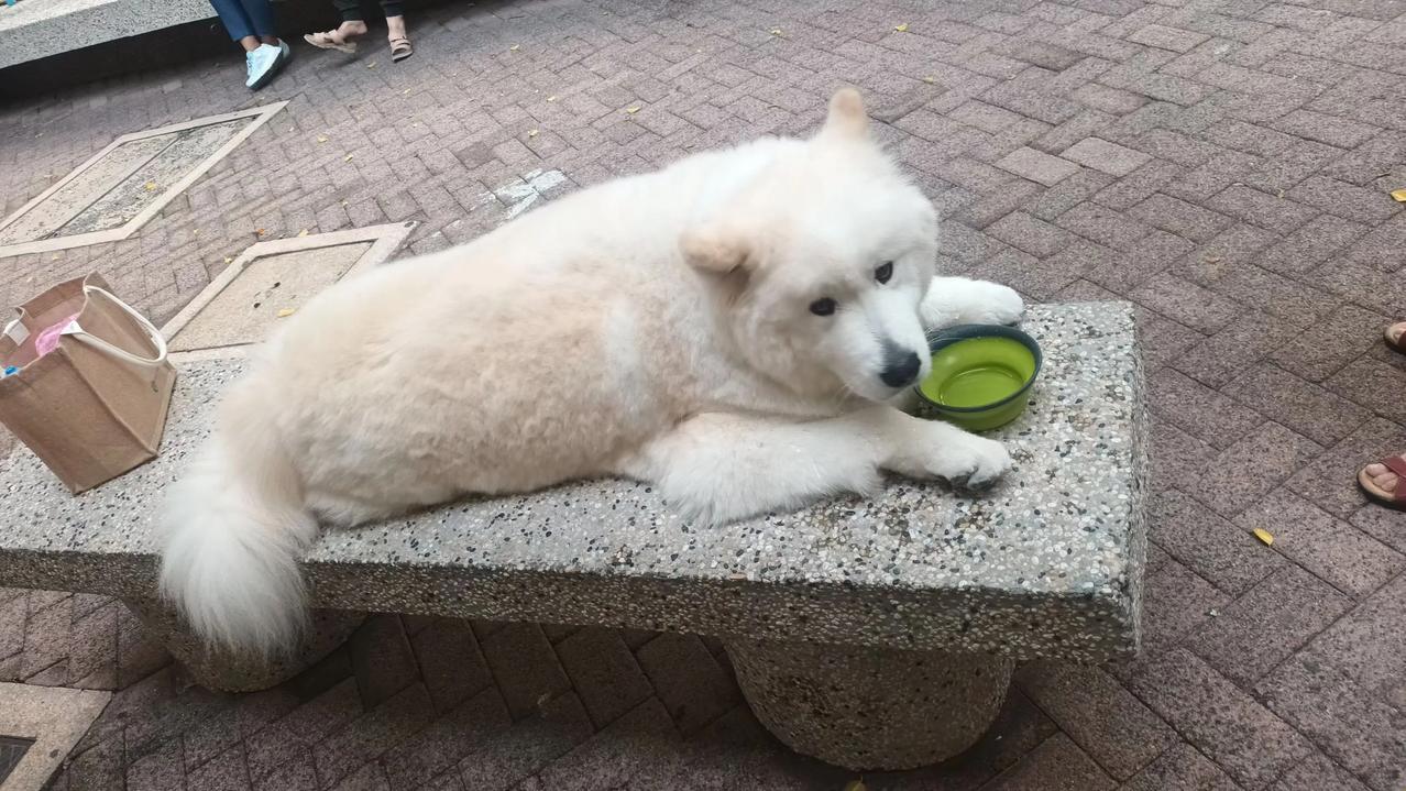 西摩犬（雪撬犬家族），有“微笑天使”“笑脸天使”“雪天使”之称。下班路经公屋小庭