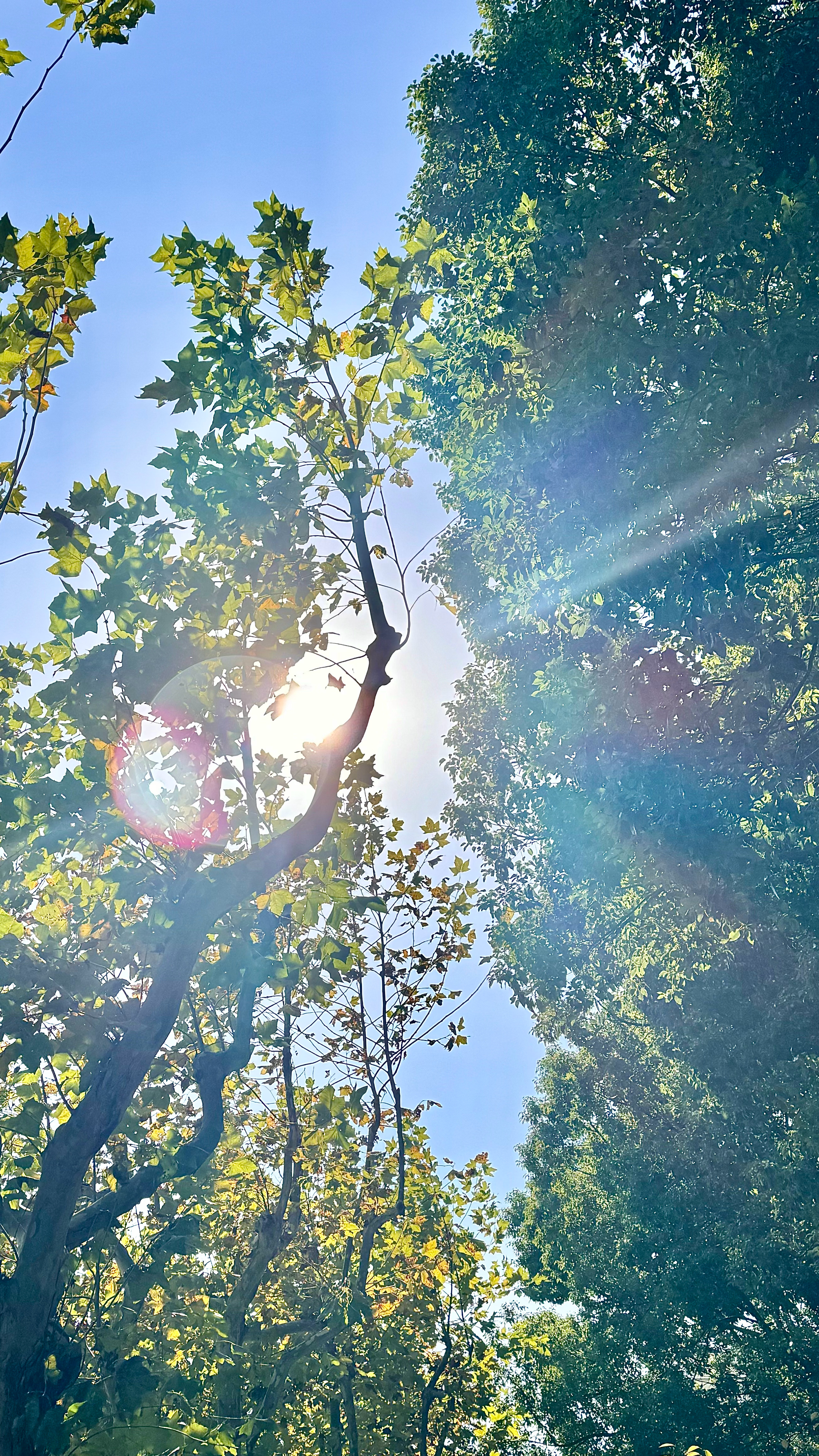 宝贝们圣诞早快乐~🎄 