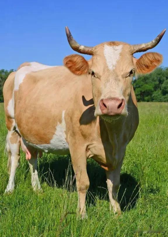 2025年，牛肉价格经历了