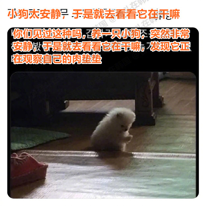 小狗太安静，于是就去看看它在干嘛...海外新鲜事 热点现场