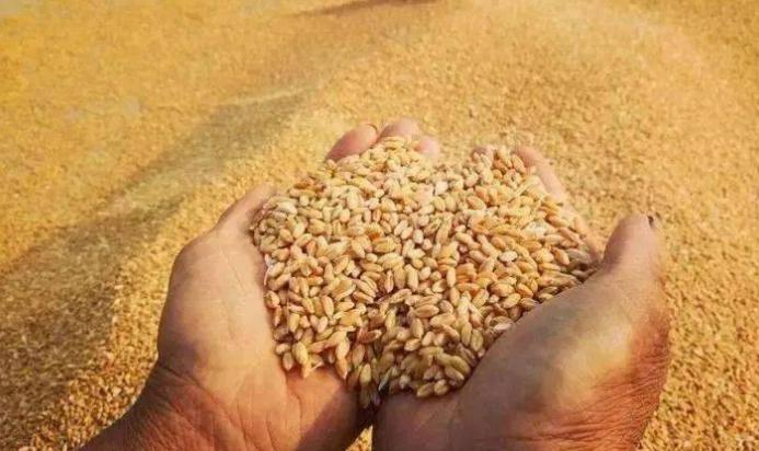 朝鲜人民没想到1万士兵换来好日子，猪肉、啤酒、食用油还有粮食过去不敢想的现在都有