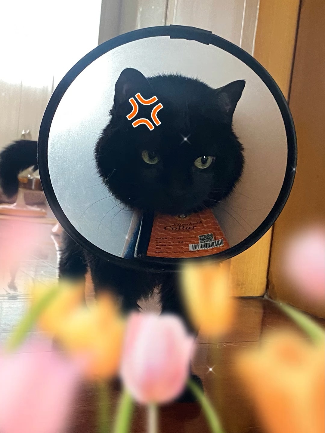 猪宝术后第六天我们出院回家了，今天应该恨透了我，因为回来我又折腾她的肿块和喂药，