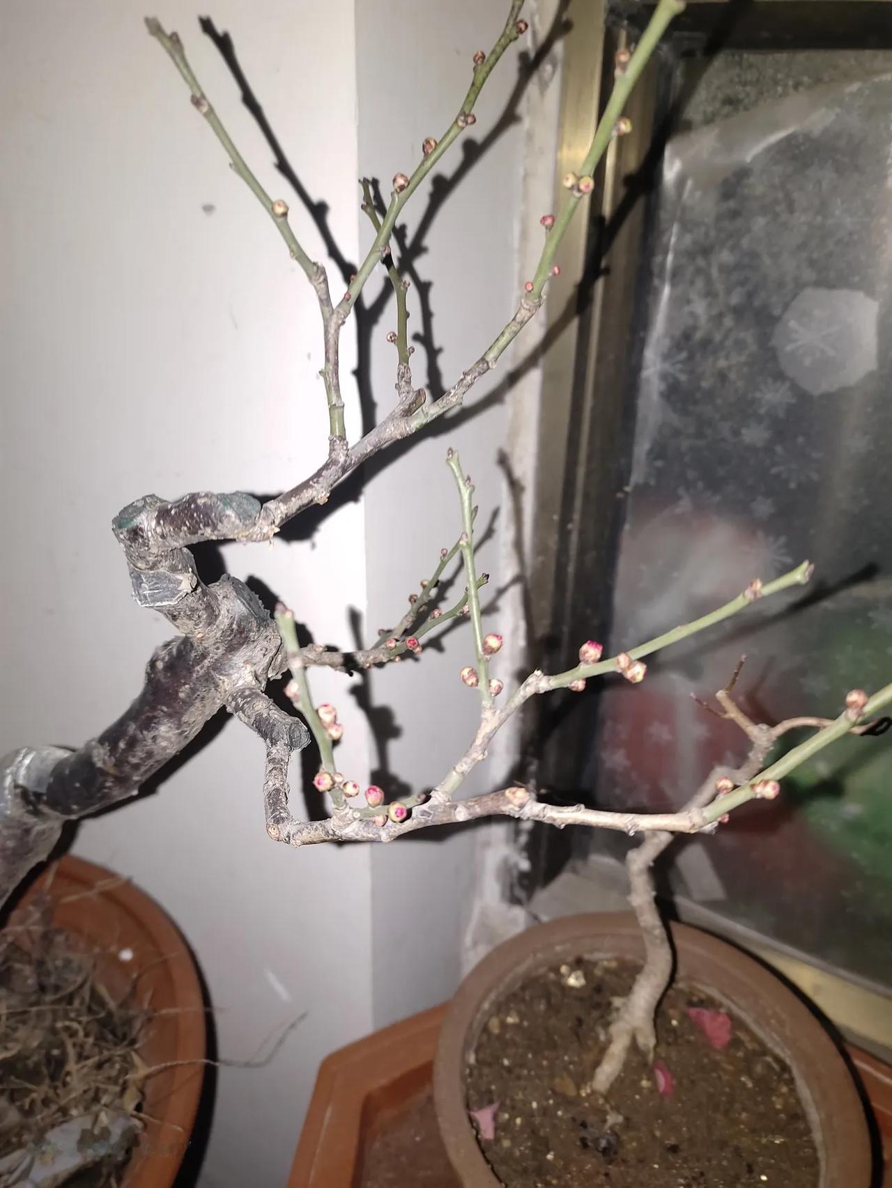 走火入魔？你们会经常半夜去看你养的花么？分享一张你最近随手拍的照片吧梅花 下了夜