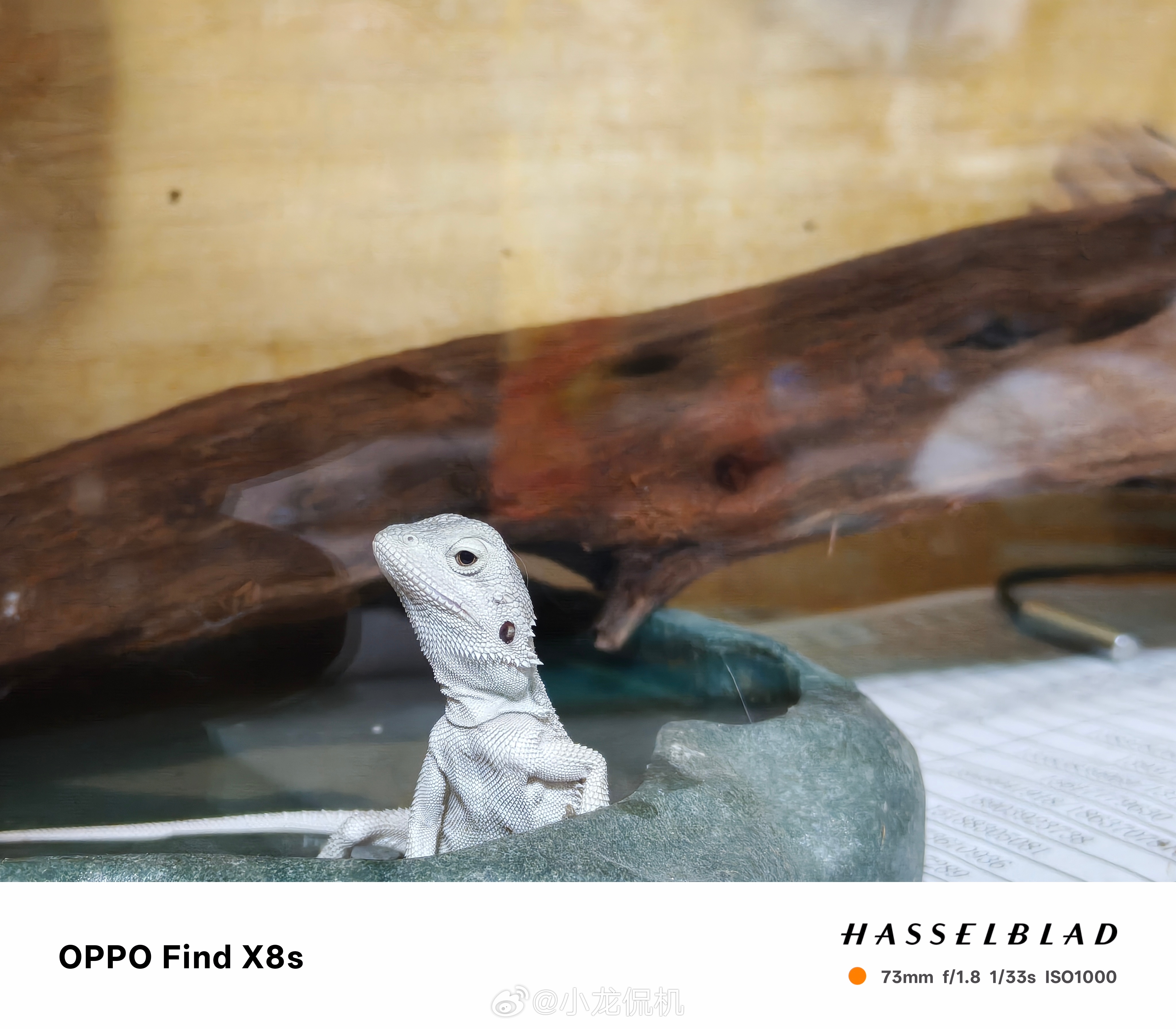 欢迎你呀小家伙，欢迎来到你的新家超白，目前不知是公母，在线征名[doge] ​​