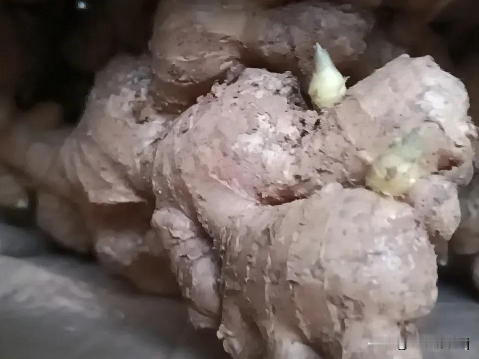 艾灸足三里好处多多。足三里在小腿外侧，犊鼻下3寸。中医讲“肚腹三里留”，艾灸它能