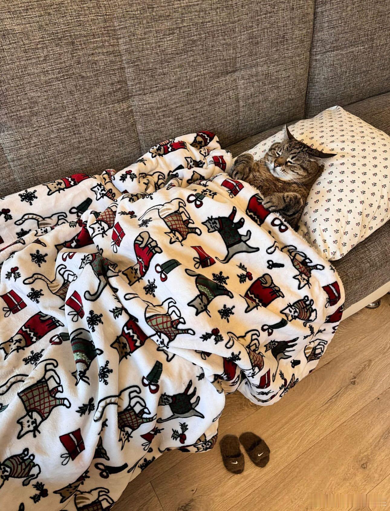 还在赖床的emo猫斯特潘cr：loveyoustepan ​​​