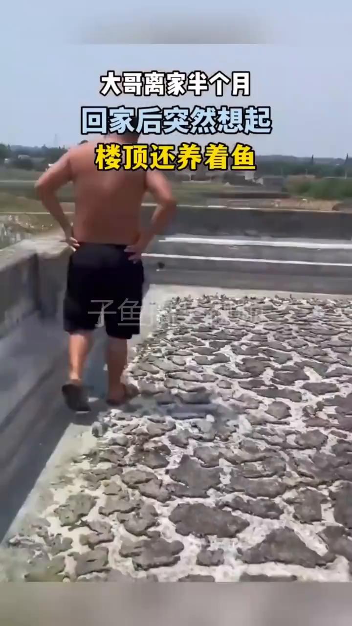 大哥离家半个月，回家后突然想起楼顶还养着鱼。