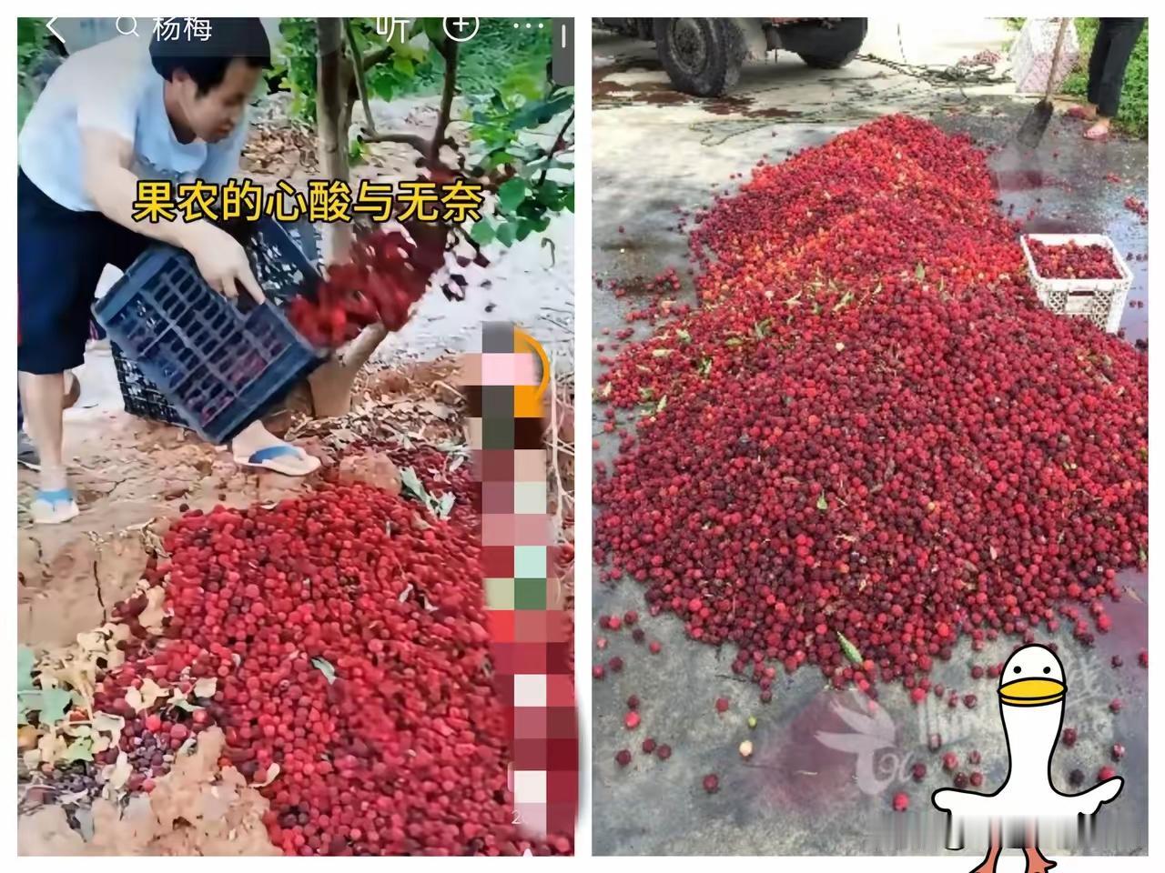 福建漳州的杨梅泡药事件现在已经开始反噬了，经销商卖不出去，没人收购，果农手里的杨
