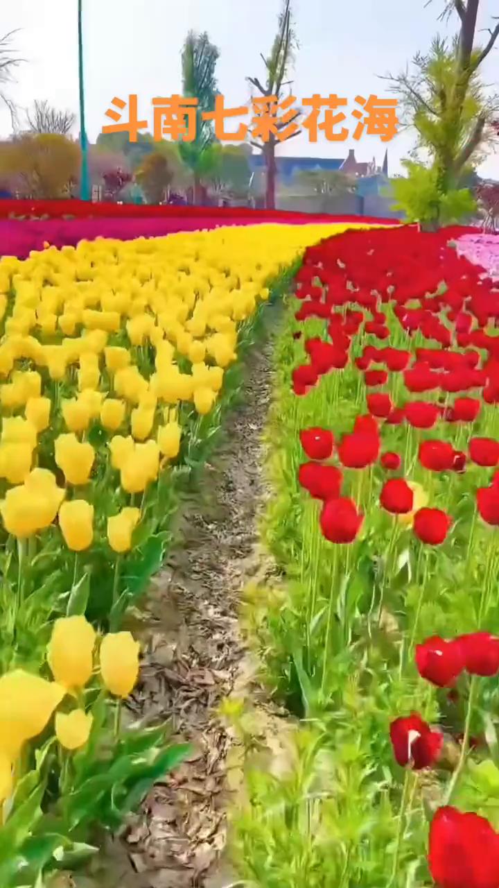 斗南七彩花海。