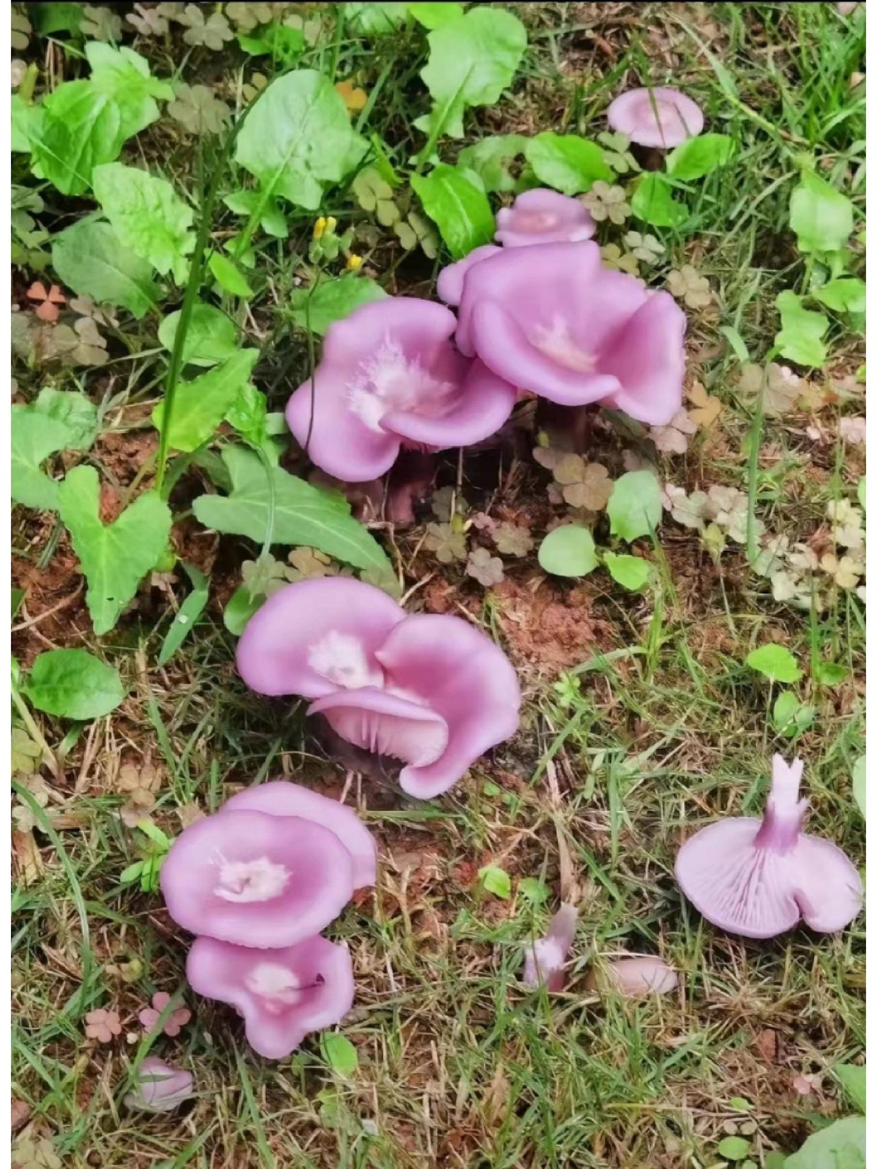 这是什么菌？这么好看