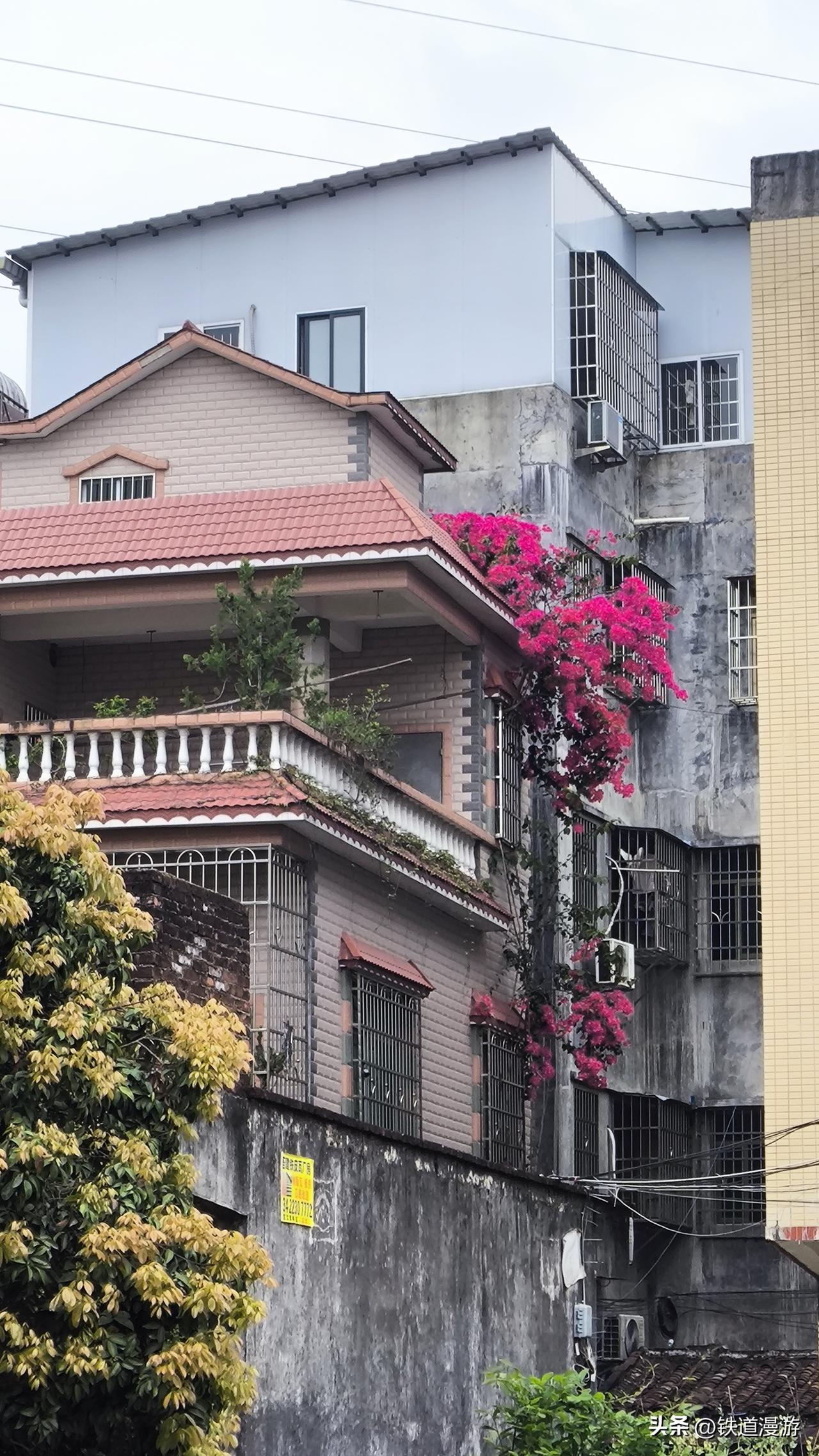 灰墙红瓦，老楼叠着老楼，却被一簇三角梅撞出了满目的温柔。玫红的花串从高处垂落，顺