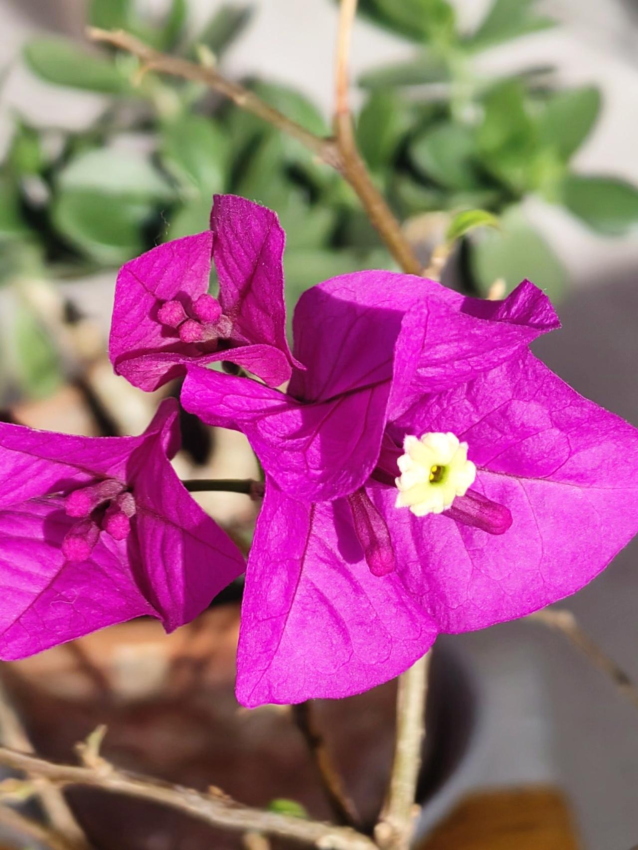 今日大寒，东北的“大寒”时节，是窗外裹着冰碴的风，是屋檐垂着的冰棱，冷得直白又凛