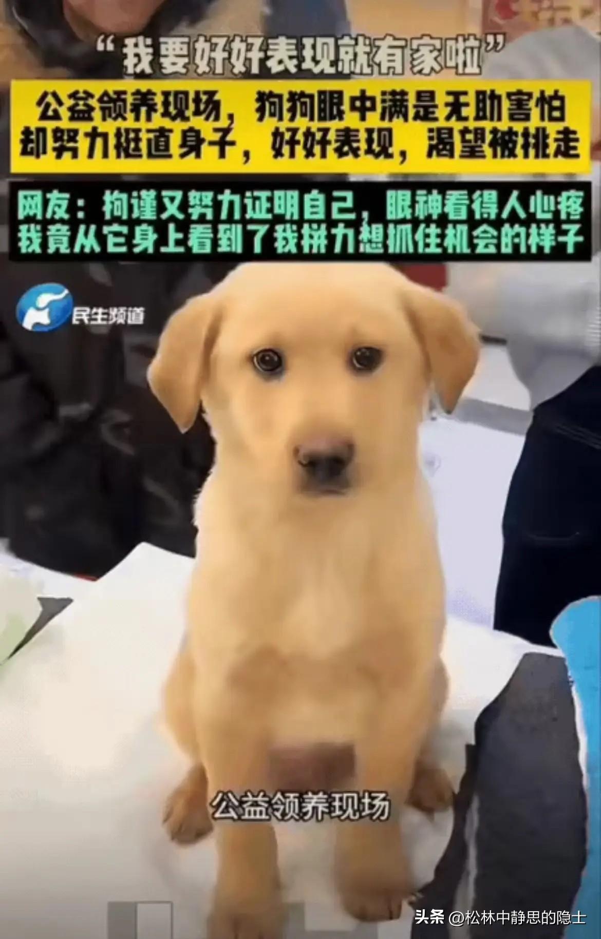 北京一场公益宠物领养活动现场，不少人围在展台边看狗狗。展台上有只小黄狗格外惹眼，