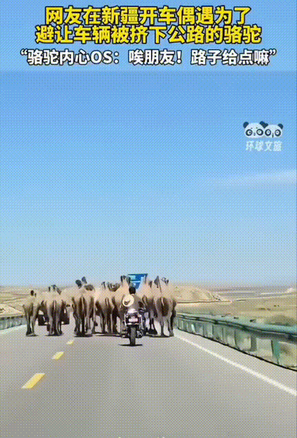 真是笑不活了！网友在新疆公路上开车偶遇了骆驼，骆驼也是有灵性知道有车就不断的往路