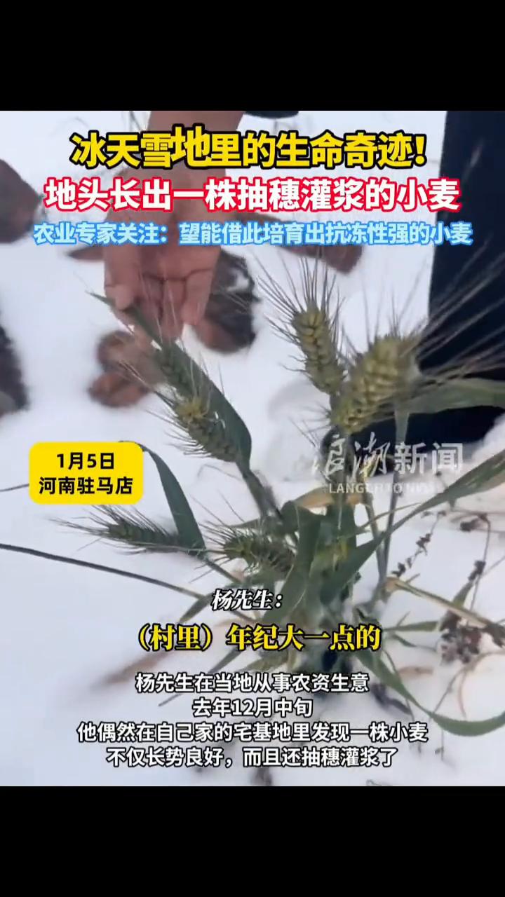 冰天雪地里的生命奇迹！地头长出一株抽穗灌浆的小麦。
浪湖新闻。
农业专家关注：望