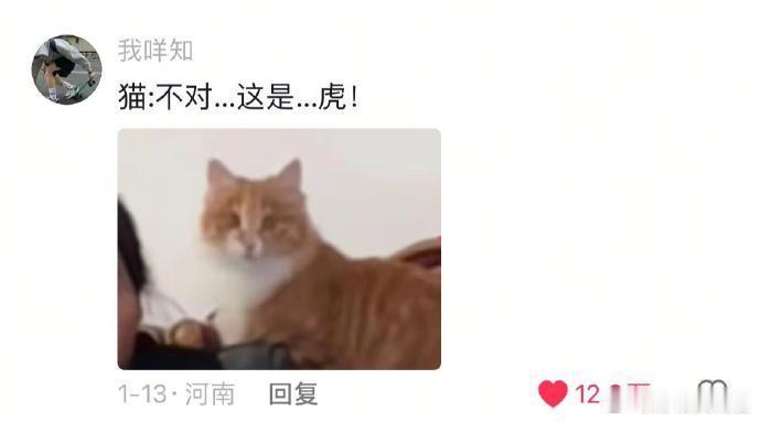 猫：你身上好像有权利的味道🤣👌 