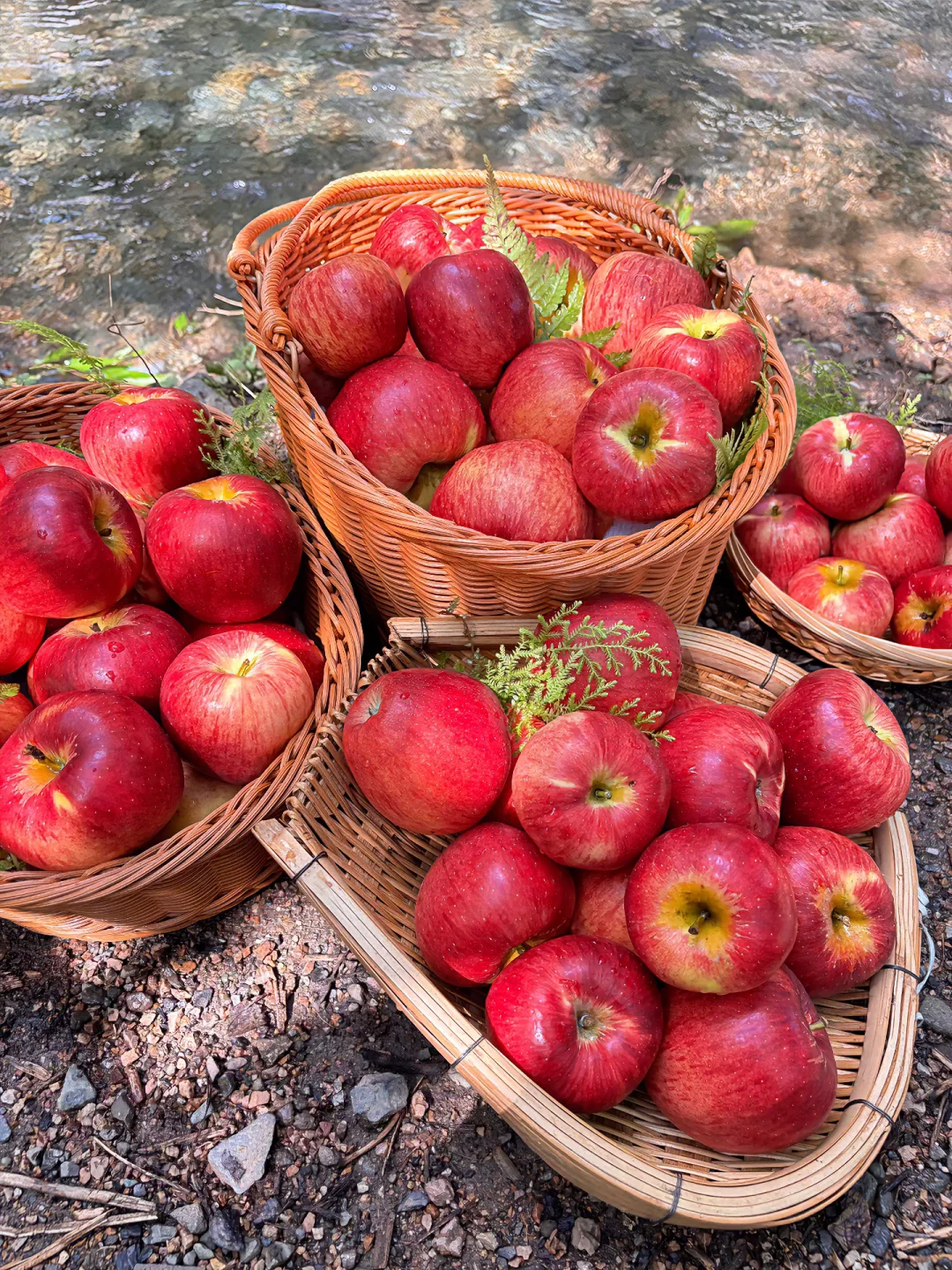 八月当然要吃吃树上新鲜自然成熟的的红露🍎