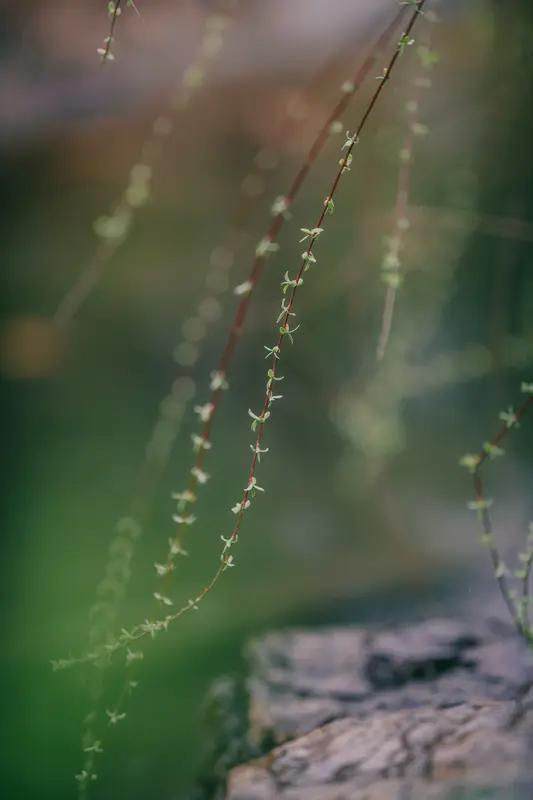 要说什么季节适合吃荠菜，那非暮春时节莫属，尤其是农历三月三上巳节。民间有“三月三