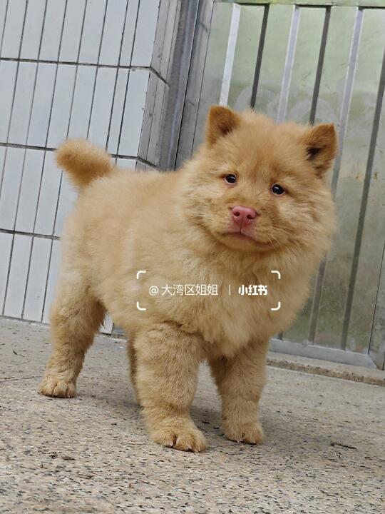 粉鼻子米黄土松弟弟，温顺可爱亲人听话。