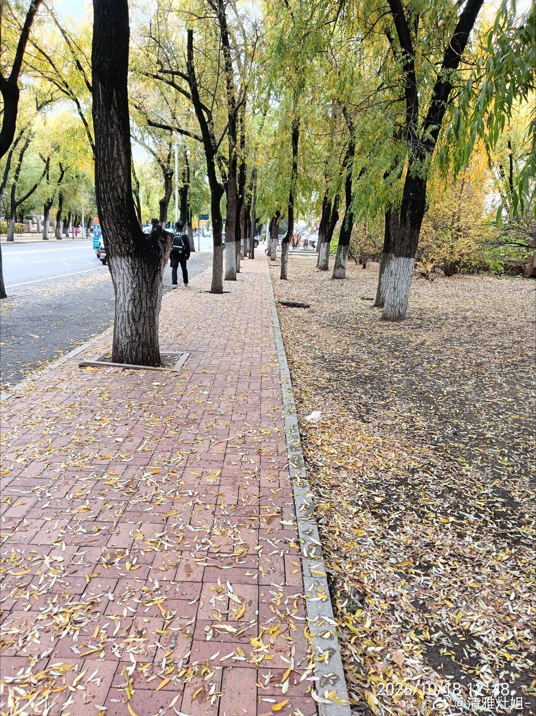 漫步秋日人行道头顶黄叶层层，脚下落叶沙沙在满目金黄里，接住秋天递来的浪漫！  ​