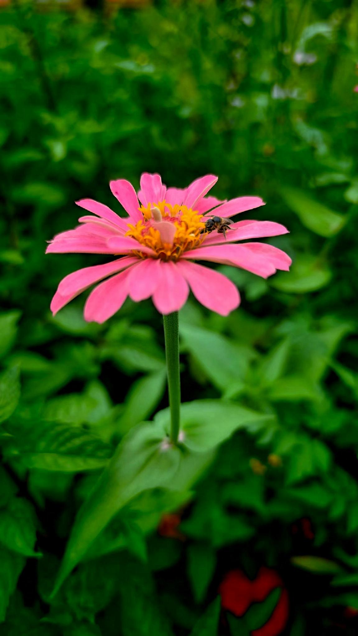 [烟花][助威彩旗]粉嫩的花朵，蜜蜂的亲吻，自然的美妙瞬间。🌸🐝🌿