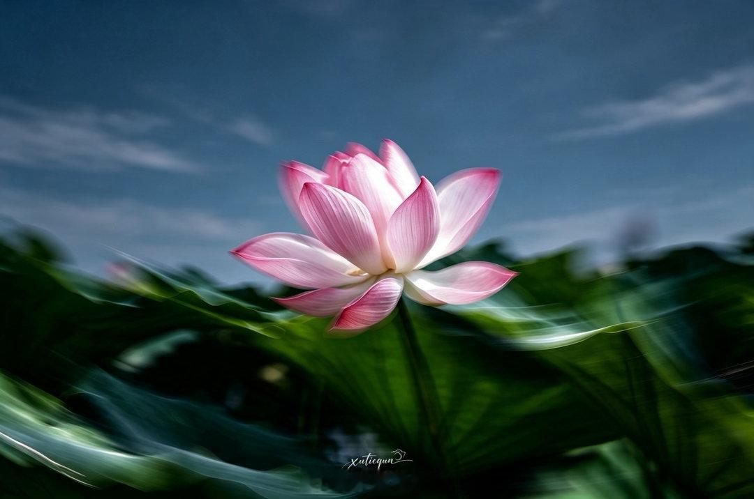荷花摇拍｜老法师手搓摄影 也抵不过AI 赋能的后期质感🪷荷花摄影  沈阳·沈阳