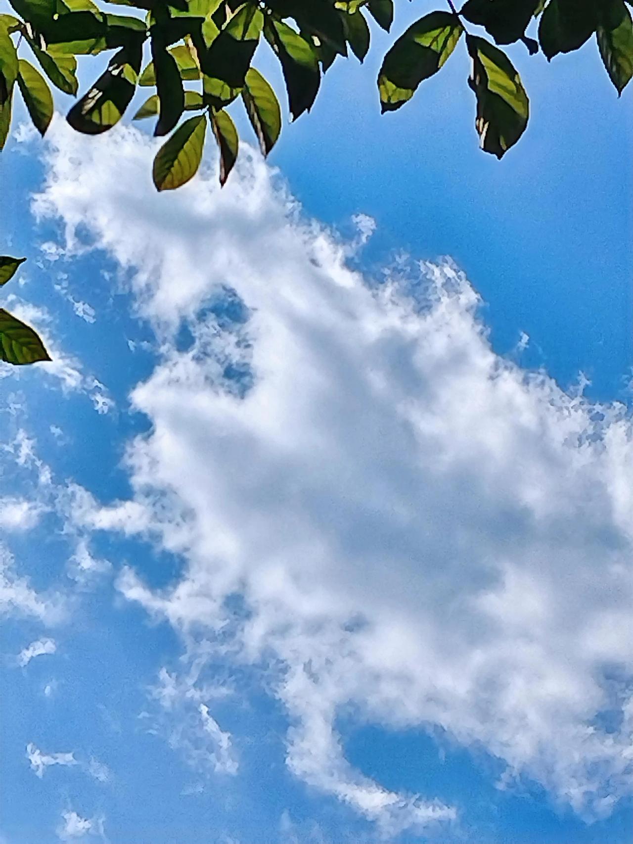 今年冬天的不同 蓝天白云，树叶摇曳，好天气啊！在树阴下看天空飘来的白云，白云形态