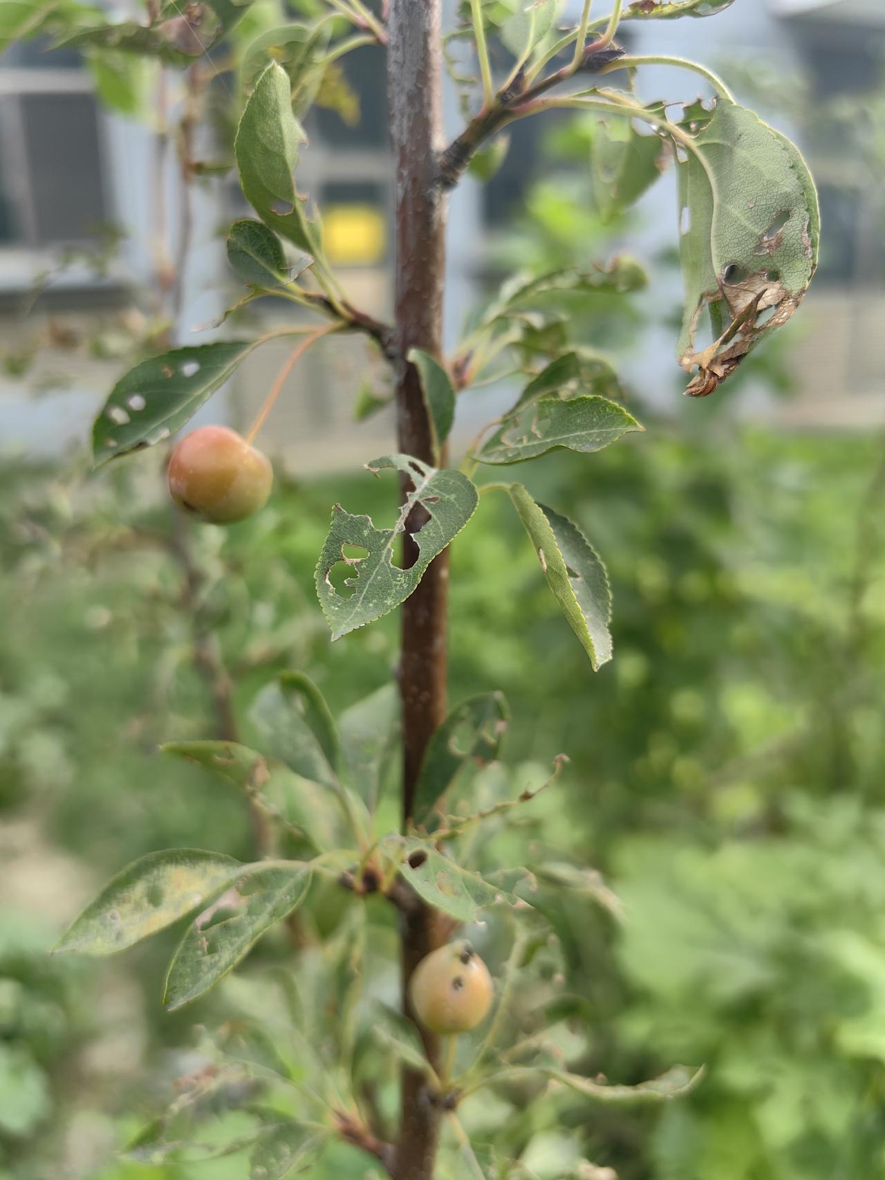 夏日生活打卡季这就是商家发给我的啤酒梨树，结果连指甲盖大都没有。一气之下索性就不