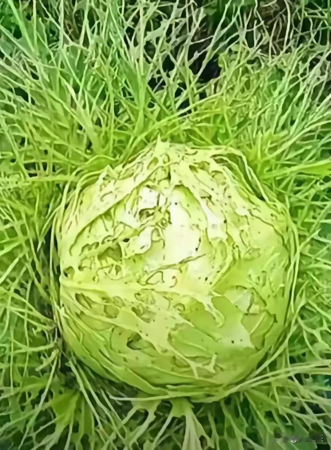 原来，烂白菜不一定是被猪拱的。