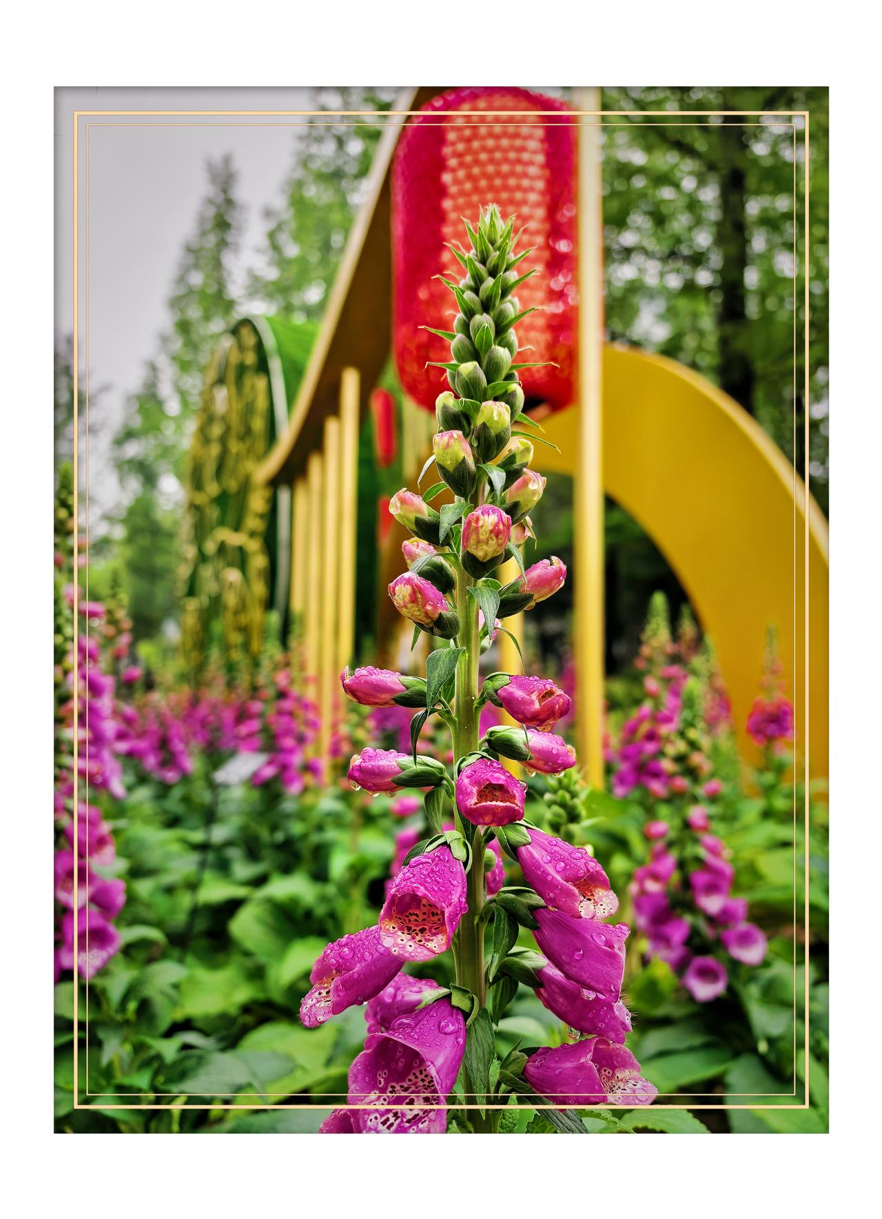 随手拍公园的花草紫竹院毛地黄