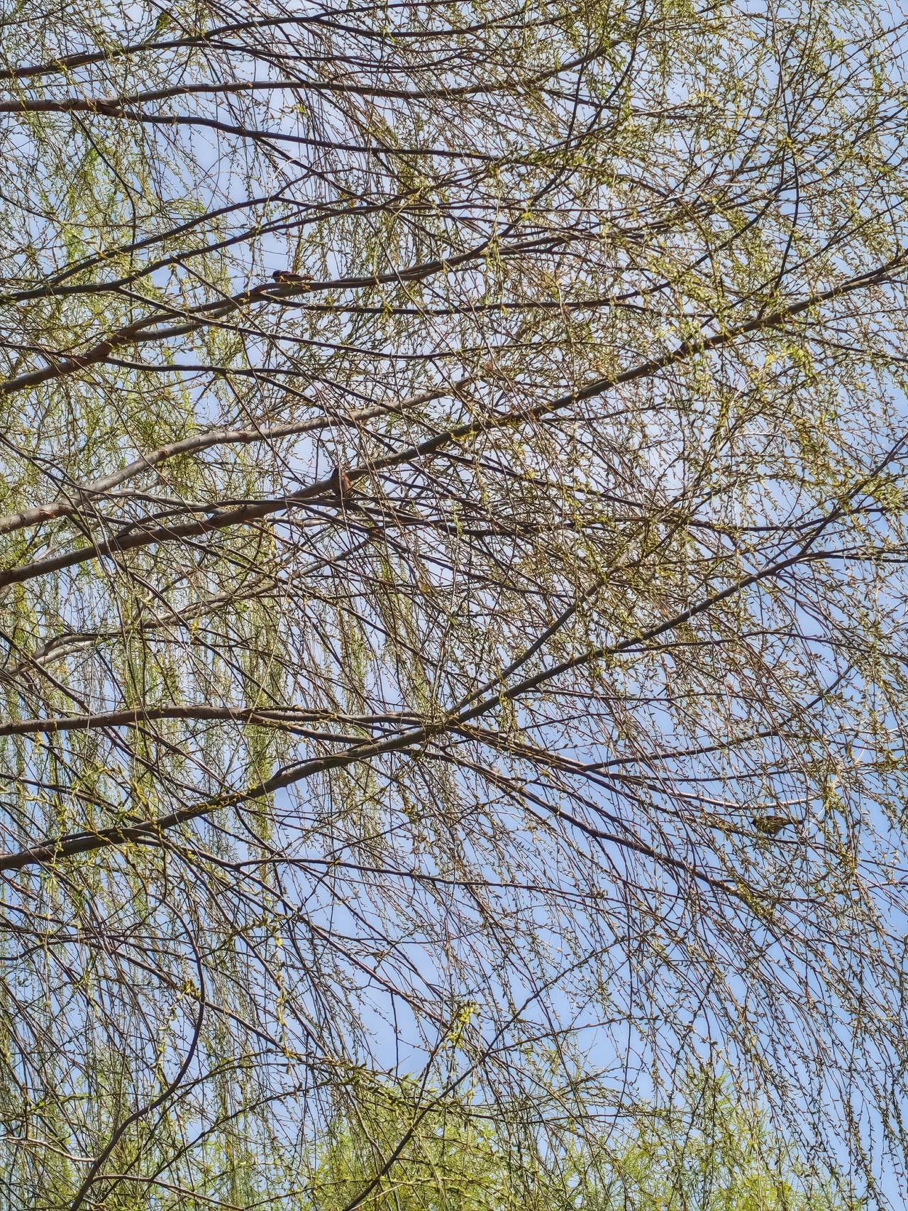 晒图笔记大赛春回大地暖风轻，满目风光分外明。嫩柳天然成五线，灵禽自在作歌声。