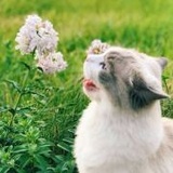 软莓爱品科技