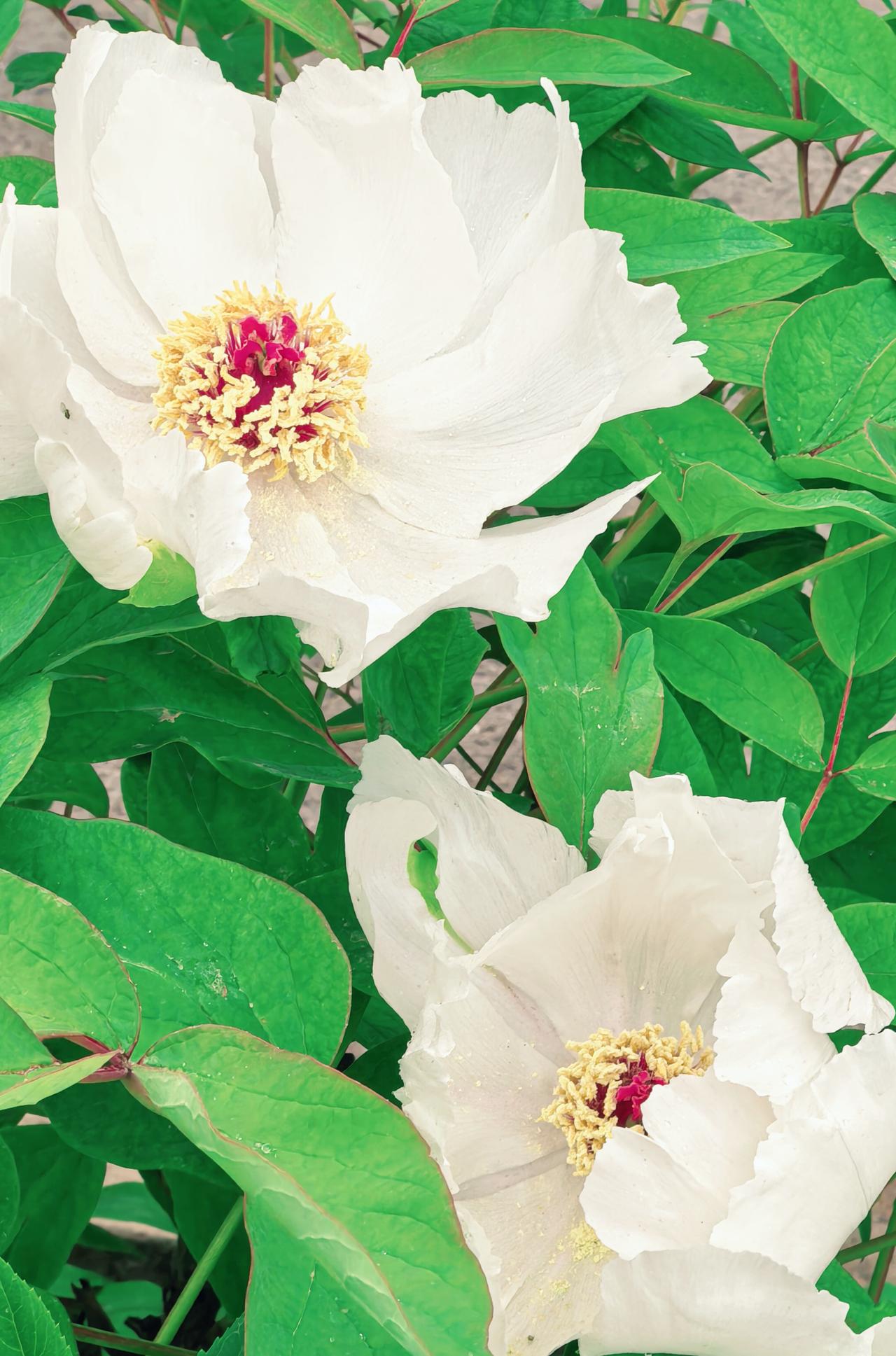 白牡丹偷了月光，把春天揉成了云。
花瓣是刚从天上减下来的云絮，花芯藏着朱砂痣。