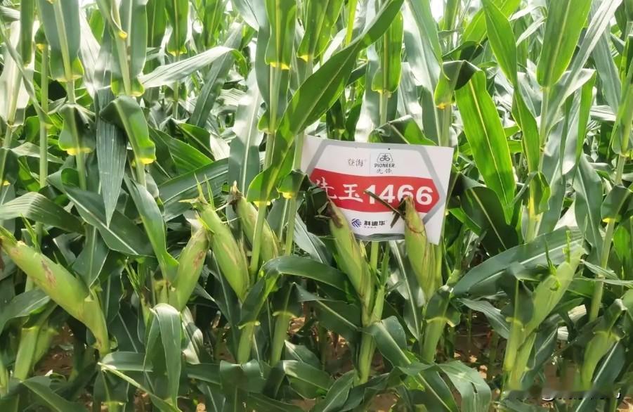 甘肃省酒泉市作为全国重要的制种基地，一粒种筑就产业发展压舱石。（图源网络）
酒泉