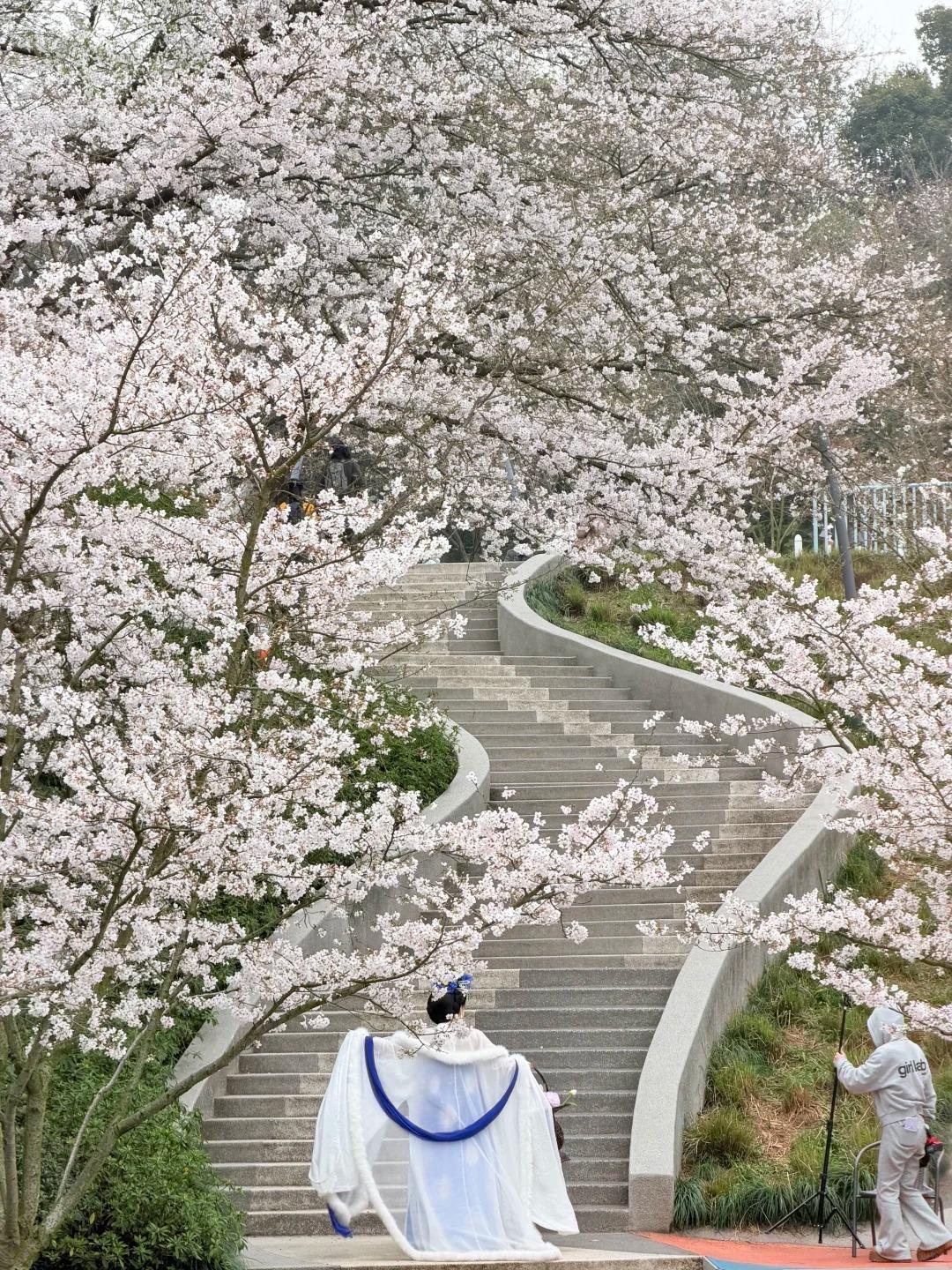 3 月最美赏樱地 踏入杭州少年儿童公园的瞬间，春日浪漫便撞了满怀。满树粉白的染井