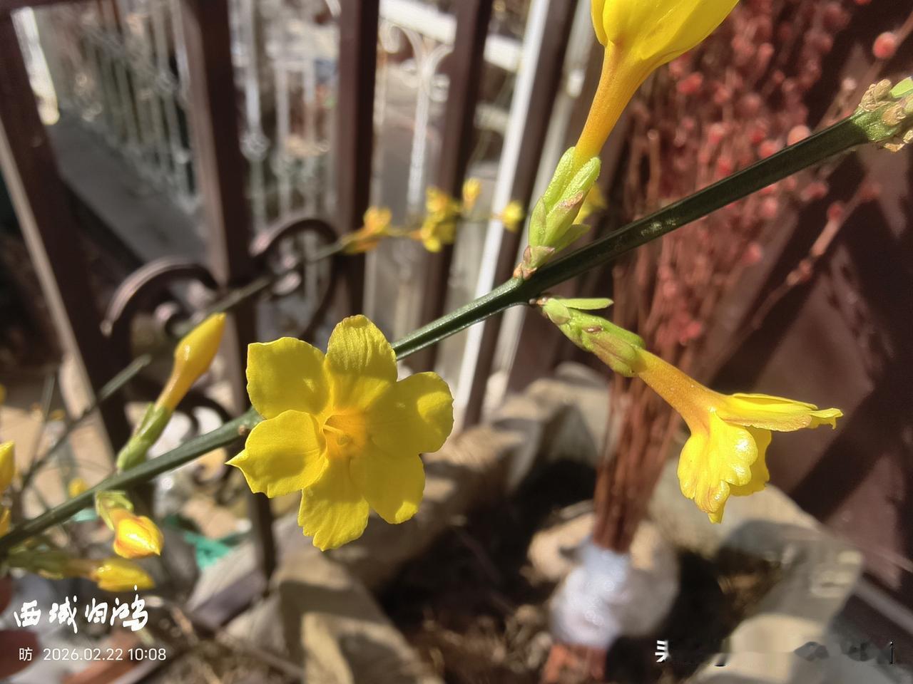 梅花和迎春花都是初春最靓的颜色。