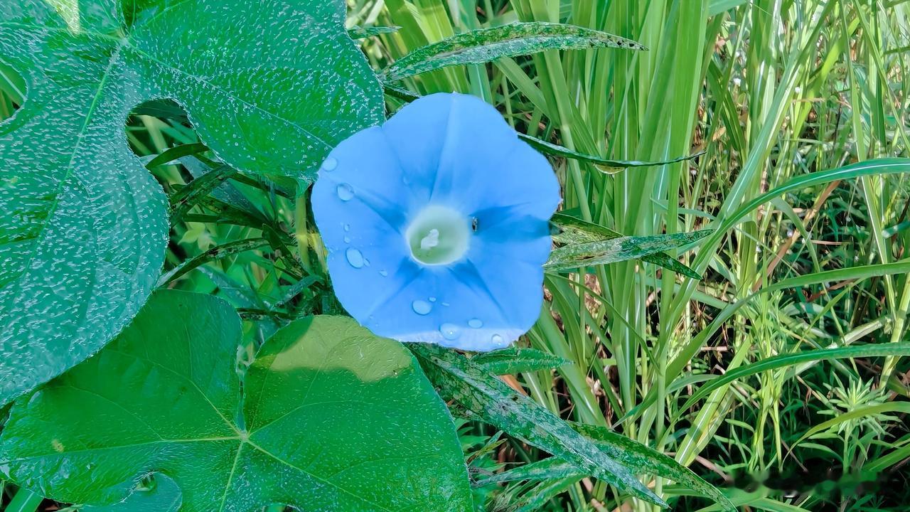 当太阳露出整张脸时，牵牛花的蓝便像潮水一寸寸退回海底。花瓣边缘微微卷起，仿佛因承