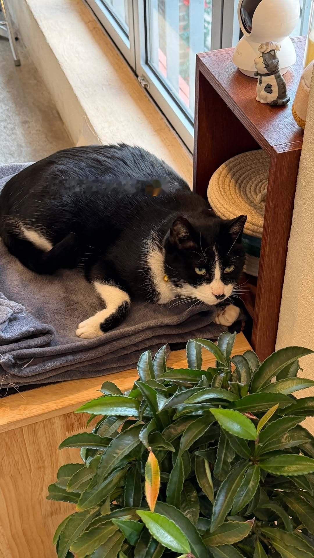 “CB百蓝_。251210金钟云 ins story更新：Coco的双重生活 ?