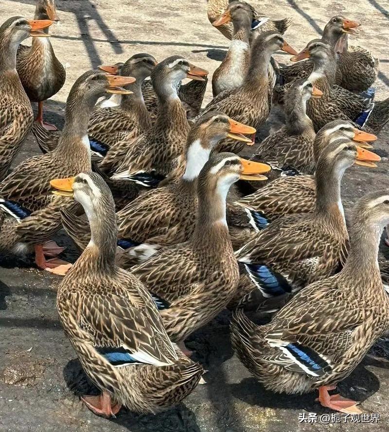 这鸭子是凶兽，不能再要了。可能是饲养的动物密度太大，这鸭子还很有野性，抢地盘是动