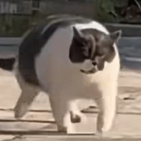 小猫原地踏步意外解锁太空步 你滴胆子胞嘟嘟哒！ ​​​