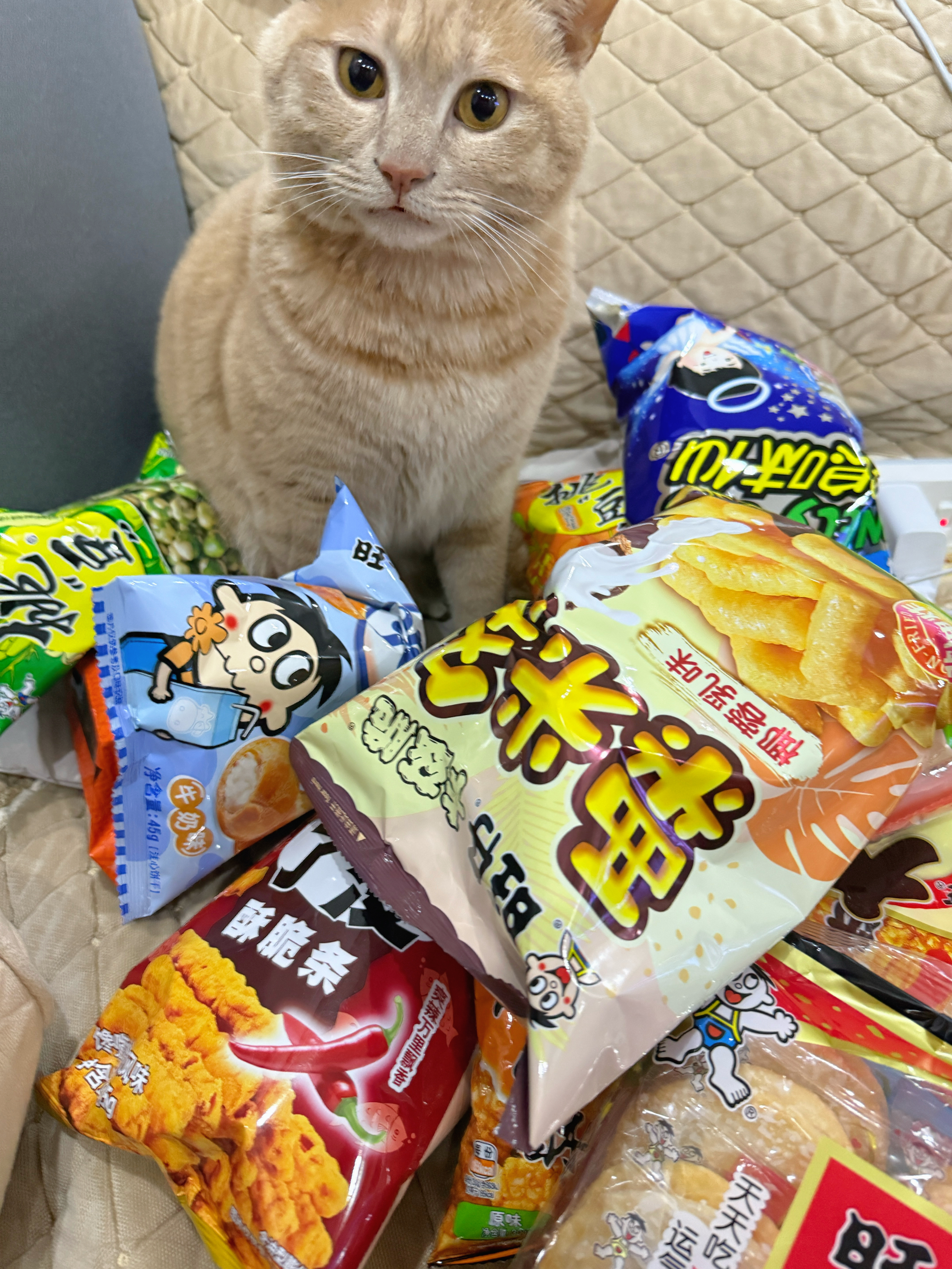 清明安康✨假期第一天，去给长辈扫墓，留橘子在家守家～大家今天都怎么过呀？卷妹的唠