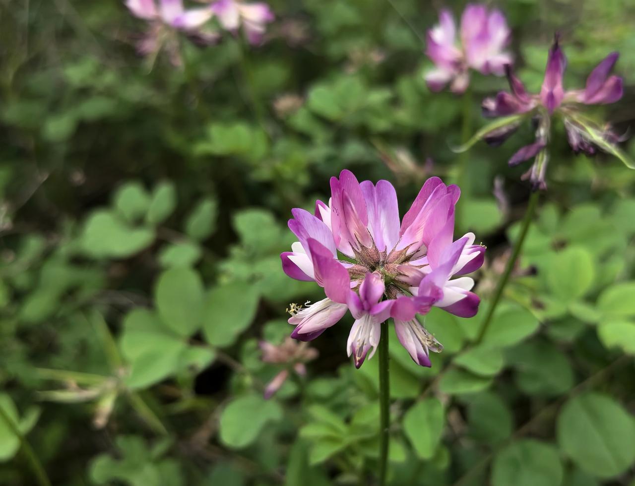 苜蓿花