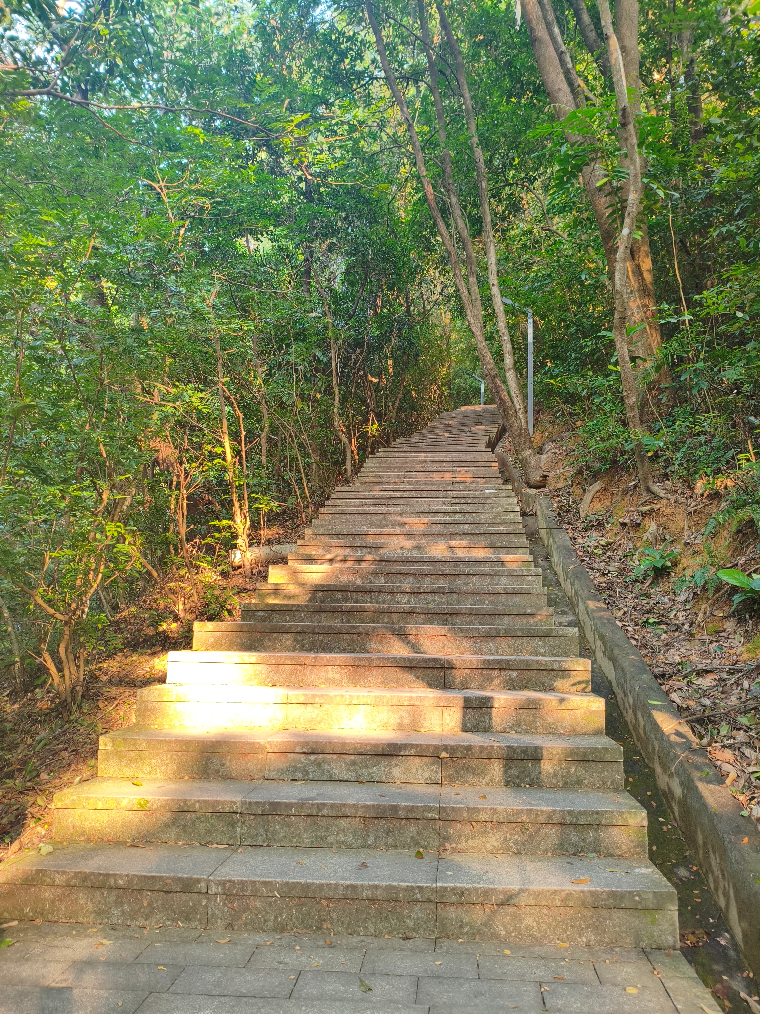 傍晚在东江公园散步，顺手把路边歪倒的共享单车扶到指定区域，晚风裹着木棉花的香气吹