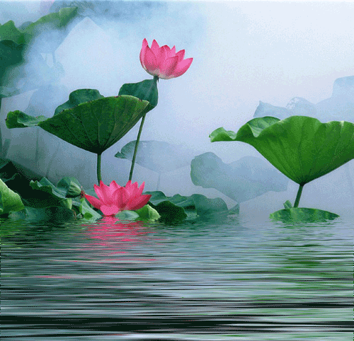 粉嫩荷花，静谧湖面，如梦如幻