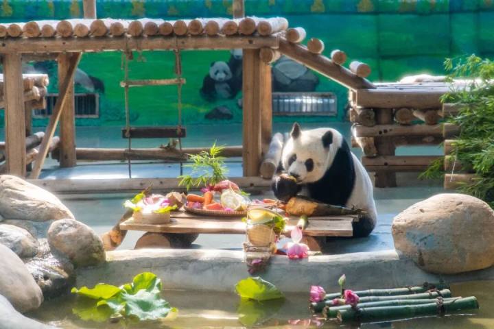 广西柳州动物园回应“网传园区发生积水”：大熊猫蜀琳和明浜未受影响，状态良好；经营点内动物均安全，未出